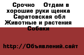 Срочно!!! Отдам в хорошие руки щенка - Саратовская обл. Животные и растения » Собаки   